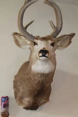 Mule Deer Head Mount Taxidermy Antler Cape Whitetail Log Cabin Decor Hunt Horn • $170