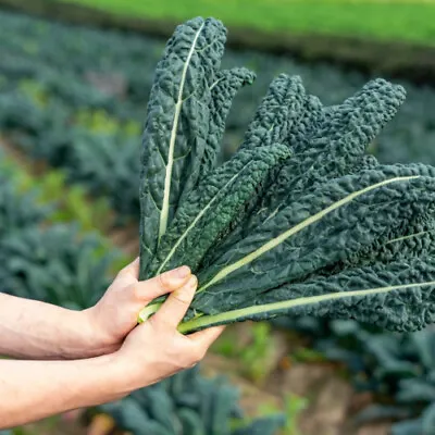 Cavolo Nero Plug Plants  Grow Your Own  Vegetables **Letterbox Friendly** • £7.49