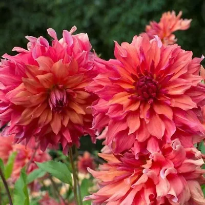 Belle Of Barmera Dahlia (Dinnerplate) 15 Seeds  Free Shipping • $3.99