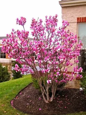 10 Pcs Taizhou Pink Yulan Magnolia Tree Seeds Fragrant Flowers For Home Garden • $7.49