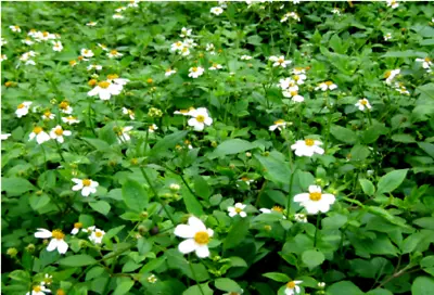 100+ Spanish Needle Seeds (Biden Alba) Black Jack Beggar's Tick Blur Marigold • $3.94