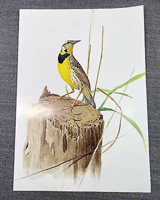 Vintage Bird Print Western Meadowlark Illustration J.F. Lansdowne • $15