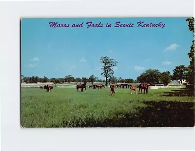 Postcard Mares And Foals In Scenic Kentucky USA • $3.99