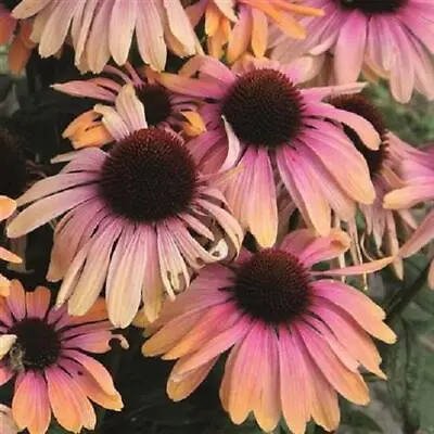 Echinacea (Coneflower) 'Rainbow Marcella' Perennial LARGE Plug Plants Pack X3  • £12.95