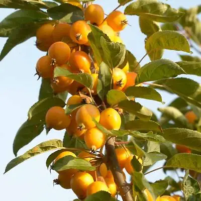 Malus 'Golden Hornet' Crab Apple Tree 🐝 🍏 60-80cm 🇬🇧 UK Grown • £23.99