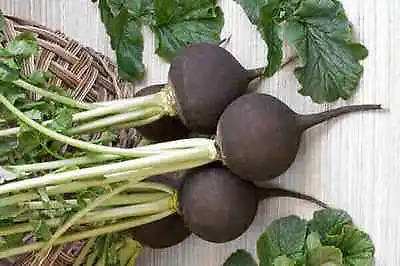 Radish Black Spanish Round  20 Gram ~ Approx 1680 Seeds • £2.39