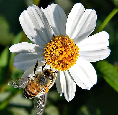 Bidens Pilosa Alba MEDICINAL Butterflies Garden Plant Spanish Needles 100 Seeds • £7.29