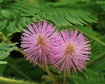 Mimosa Pudica  - Sensitive Plant - 25 Seeds  • £1.95