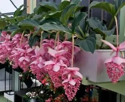 100 Seeds Medinilla Magnifica Bonsai Beautiful Flower For Home Garden Decoration • $9.99