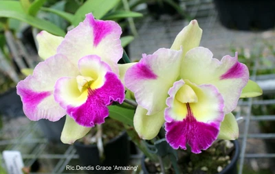 $50 • Buy Cattleya Division: Rlc. Dendi' Grace 'Amazing'
