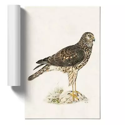 £16.95 • Buy Hen Harrier Animal Vintage Bird Von Wright Poster Wall Art Print Picture