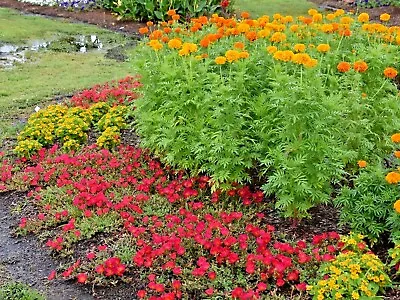 300+AFRICAN MARIGOLD Flower Seeds 3' Tall Deer Resistant Container Pollinators • $2.75