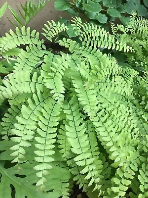 5 Maidenhair Fern  PREMIUM NATIVE WOODLAND WILDFLOWERS BR  • $11.99