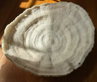 $383.99 • Buy Vtg Dried Natural White CORAL BOWL Fan Mushroom Brain Antique Ocean Mcm Specimen