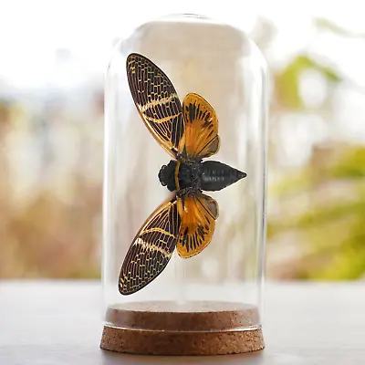 Vintage Lanternfly Mounted In Glass Dome Decor Home Real Insect Collection Decor • $39