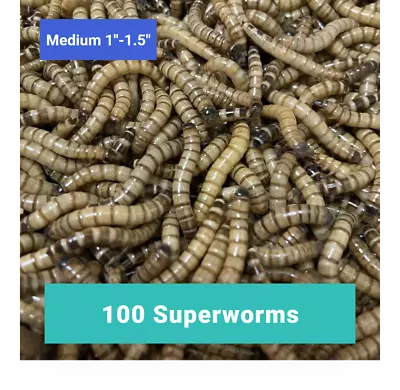 100 MEDIUM SUPERWORMS 1 -1.5    -   Free Shipping Live Arrival Guarantee   • $17.99