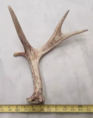 Real Moose Antler Crafts Carving Display Decor • $19.99