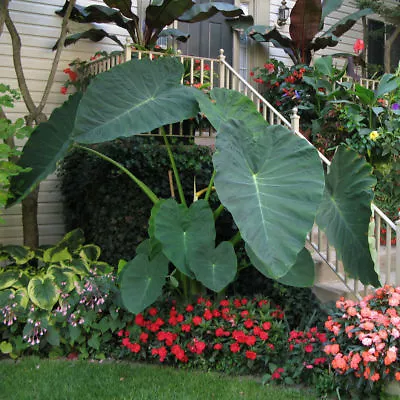 LIVE BULBS Colocasia Gigantea Thailand Giant Thai Giant Elephant Ear Huge Leaf • $13.99