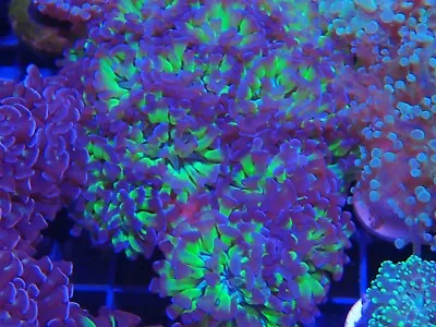 Green And Purple Hammer Coral Marine Aquarium LPs Hard Coral 2 Heads • £30