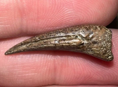 $79.99 • Buy Top Quality Large Dinosaur Era Hell Creek Fossil Turtle Claw .969 Inches!