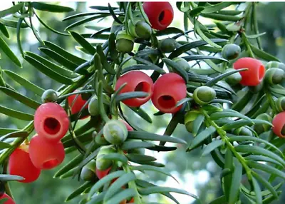 PACIFIC YEW 10  Seeds • $9.99