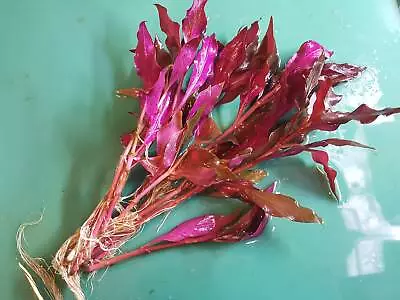 £4.44 • Buy Alternanthera Reineckii 5-6 STEMS Live Aquarium Aquatic Plant Red Fish Tank