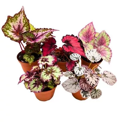 Harmony's Begonia Rex Assortment 4 Inch 5 Different Colorful Rex Begonias • $69.99