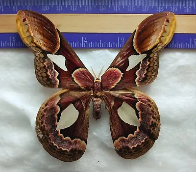 Saturniidae Rothschildia Sp. Rare  Butterfly Mounted Riker Framed From Peru • $65