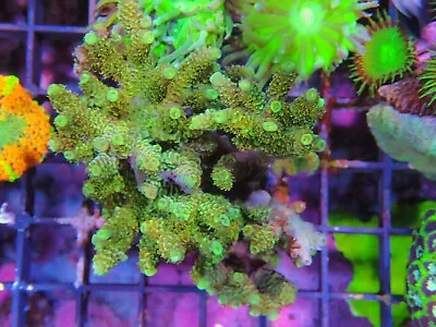 Green Acropora Colony Marine Aquarium Sps Hard Coral • £45