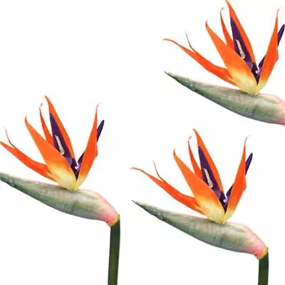 3 Artificial Tropical Faux Bird Of Paradise Flowers Stems Large 90cm  • £12.99