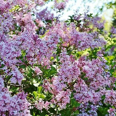 Syringa Bloomerang Pink Perfume Hardy Lilac Shrub Garden Flower Plant 1x13cm Pot • £21.99
