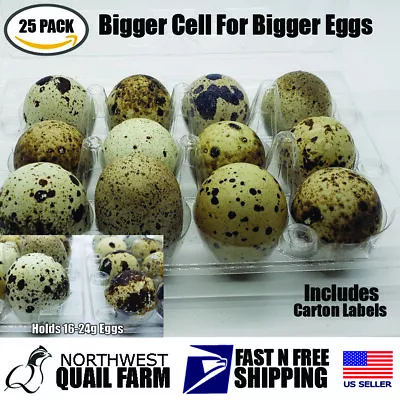 LARGER JUMBO Quail Egg Cartons (25 Pack) Holds 12 Larger Eggs Secure Snap Close • $19.95