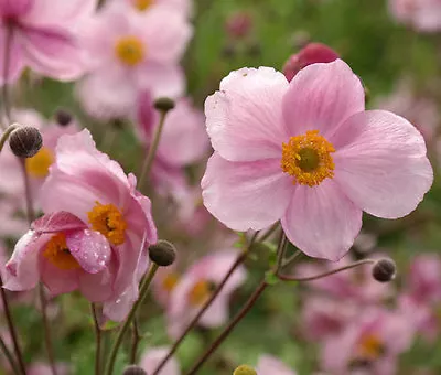 ANEMONE PINK SAUCER Anemone Hupehensis - 100 Bulk Seeds • £23.41