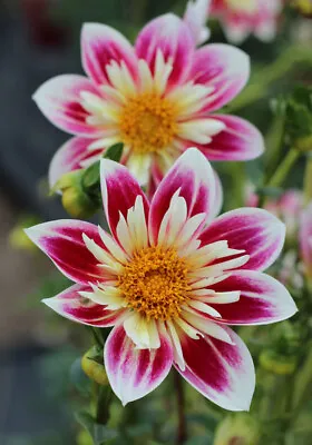 FASHION MONGER DAHLIA! - Clumps Of Tubers - Stunning Collarette Type - Pre-order • $24.99