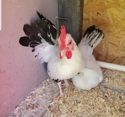 6 Micro White Face Japanese Bantam Hatching Eggs • $60