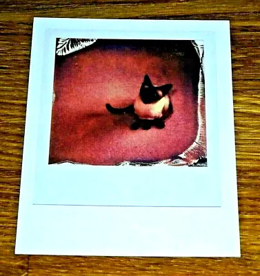 The Impossible Spectrum Project Photograph Postcard ~ Siamese Cat ~ New • £1.50