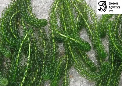£5.95 • Buy Bunched Leaded ELODEA CRISPA - Aquarium Pond Live Plants - Aquatic Fish Tank
