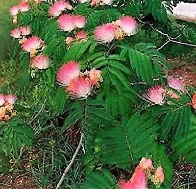 Mimosa Silk Tree Albizia Julibrissin Seeds (Fast Hardy Fragrant) California • $4.25