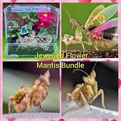 Full Mantis Set Up Bundle - Full Set Up + Jewelled Flower Mantis I3 Nymph • £29.99