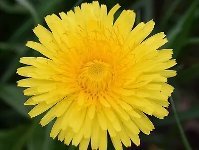 DANDELION Taraxacum Officinale - Wildflower Seeds - Tortoise Food Fast Grow • £3.99