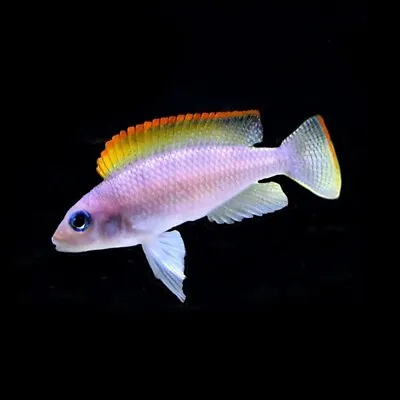 Neolamprologus Caudopunctatus «Red Fin» | Lake Tanganyika Cichlid | Zambia • £14.49