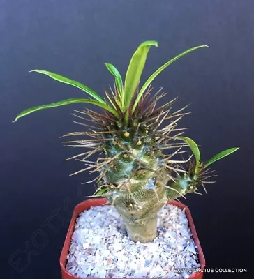 PACHYPODIUM LAMEREI MULTIHEAD Rare Madagascar Palm Cactus Caudex Plant 2  Pot • $29.99