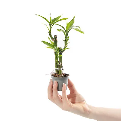Baby Lucky Bamboo Plant Dracaena Sanderiana Small Indoor Houseplant In 6cm Pot • £8.99