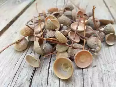 150 Acorn Caps For Arts And Crafts Assorted Red Oak Swamp White Sawtooth Pin Oak • $12