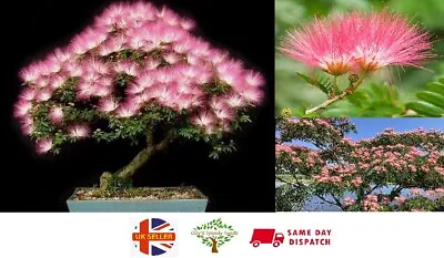 Persian Silk Tree Seeds [Albizia Julibrissin]  50+ Seeds | Same Day Dispatch • £4.99