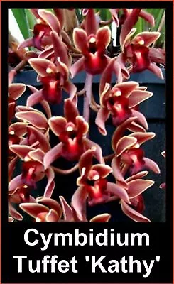 $24 • Buy OoN Cymbidium Orchid Tuffet 'Kathy'  (M3900) Pendulous Spikes  85mm Pot