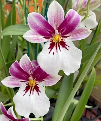 Miltoniopsis Princess Diana 'HOF' Blooming Size Orchod Clone Fragrant • $33