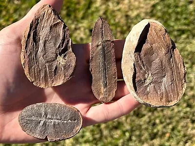 Mazon Creek Fossil Plants LOT OF 4 Fossil Collection Illinois • $19.99