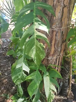Epipremnum Pinnatum Albo Variegated 1 Leaf Node Fresh Unrooted Cutting  • $19.95