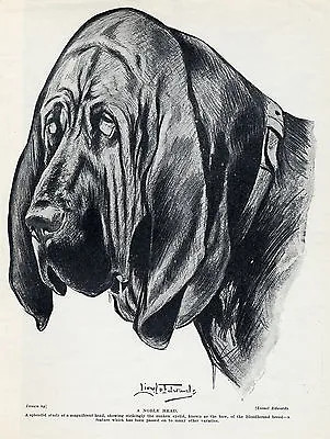 £6.50 • Buy Bloodhound Head Study By Lionel Edwards Lovely Original Dog Print Page From 1934